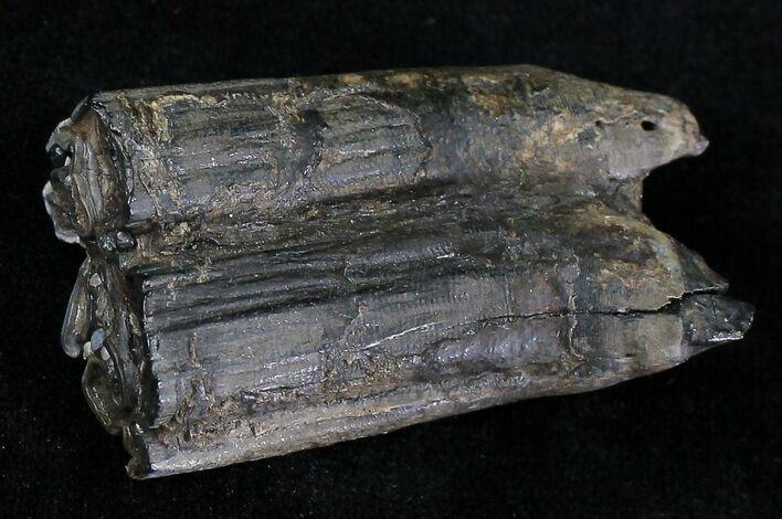Pleistocene Aged Fossil Horse Tooth - Florida #21851